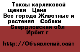 Таксы карликовой щенки › Цена ­ 20 000 - Все города Животные и растения » Собаки   . Свердловская обл.,Ирбит г.